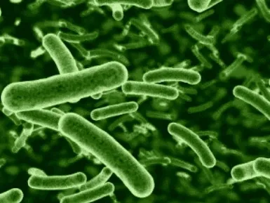 Legionella en una instalación térmica solar